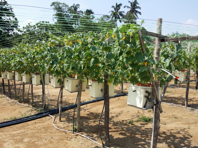 And a cucumber plantation... (Probably to support the large consumption of satay?) 